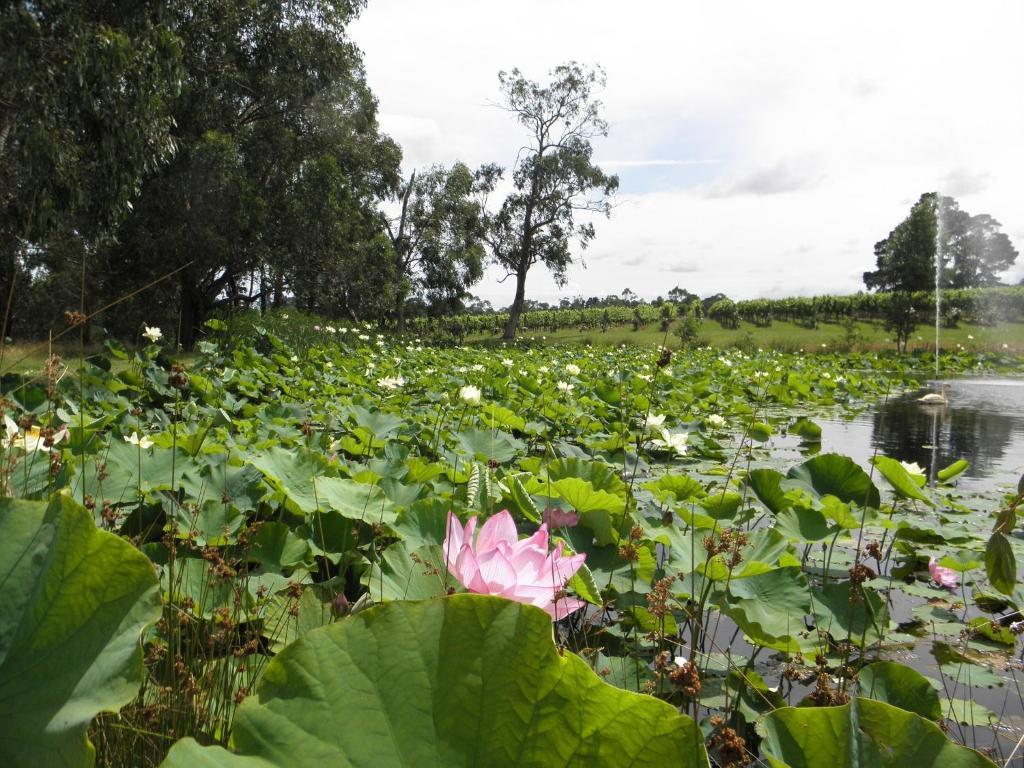 Wild Cattle Creek Estate Bed and Breakfast Wandin Yallock Esterno foto